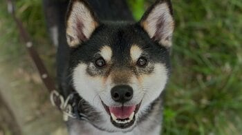 柴犬が“まるでダンス”な喜び表現をする姿に「こりゃたまらん！」と反響！全身使ってピョンピョンとする心温まる瞬間に「興奮が伝わってくる」【激かわアニマル奇跡の瞬間】