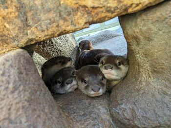 「滑って落ちないのが凄い！」コツメカワウソたちがみんなで起立　器用な立ち姿を激写！【激かわアニマル奇跡の瞬間】