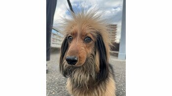 “モヒカン”スタイルのダックスフンド”が散歩拒否！？無気力な表情を浮かべた動く気ゼロの姿に「気持ちが表れてますね！」と反響【激かわアニマル奇跡の瞬間】