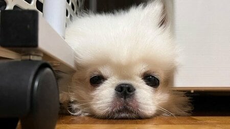 「予想外だったw」わんちゃんが“靴に擬態”！？まさかの場所で飼い主の帰りを待つかわいすぎる姿が話題「健気で泣ける」とりこになる人が続出【激かわアニマル奇跡の瞬間】