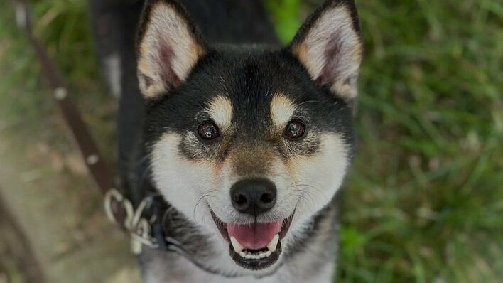 柴犬が“まるでダンス”な喜び表現をする姿に「こりゃたまらん！」と反響！全身使ってピョンピョンとする心温まる瞬間に「興奮が伝わってくる」【激かわアニマル奇跡の瞬間】
