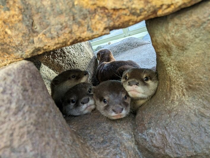 コツメカワウソ様一枚 滑って落ちないのが凄い！」コツメカワウソたちがみんなで起立 器用な