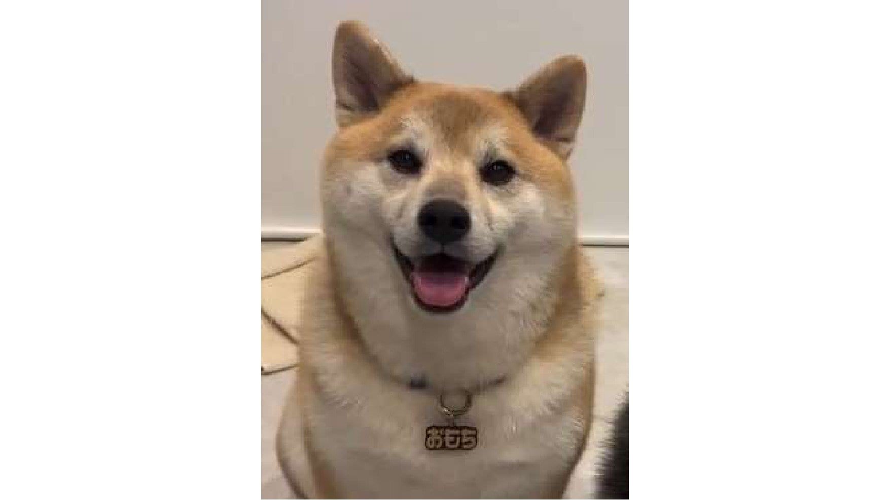 柴犬が好き これ嫁ですやん」柴犬の態度が180度変わった“凶悪な顔”に反響！お酒に