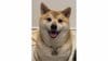 「これ嫁ですやん」柴犬の態度が180度変わった“凶悪な顔”に反響！お酒に酔った飼い主に見せた“まるで人間”な表情に「何度見ても笑う」【激かわアニマル奇跡の瞬間】