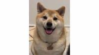 「これ嫁ですやん」柴犬の態度が180度変わった“凶悪な顔”に反響！お酒に酔った飼い主に見せた“まるで人間”な表情に「何度見ても笑う」【激かわアニマル奇跡の瞬間】