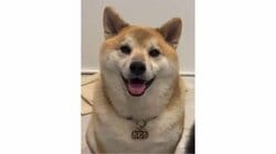 「これ嫁ですやん」柴犬の態度が180度変わった“凶悪な顔”に反響！お酒に酔った飼い主に見せた“まるで人間”な表情に「何度見ても笑う」【激かわアニマル奇跡の瞬間】