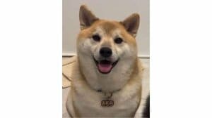 「これ嫁ですやん」柴犬の態度が180度変わった“凶悪な顔”に反響！お酒に酔った飼い主に見せた“まるで人間”な表情に「何度見ても笑う」【激かわアニマル奇跡の瞬間】