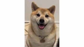 「これ嫁ですやん」柴犬の態度が180度変わった“凶悪な顔”に反響！お酒に酔った飼い主に見せた“まるで人間”な表情に「何度見ても笑う」【激かわアニマル奇跡の瞬間】