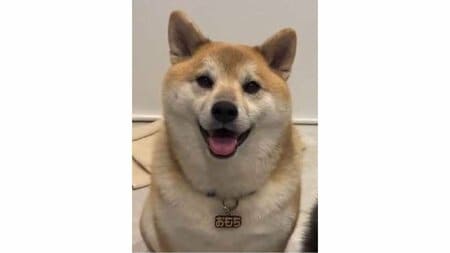 「これ嫁ですやん」柴犬の態度が180度変わった“凶悪な顔”に反響！お酒に酔った飼い主に見せた“まるで人間”な表情に「何度見ても笑う」【激かわアニマル奇跡の瞬間】