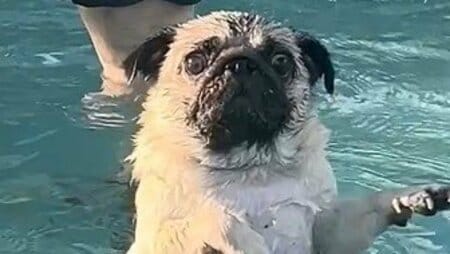 「予想の斜め上行った」パグが“バレリーナ”に変身！？プールの練習中に見せたまさかの動きに「吹き出しました」「お腹いたいw」と反響【激かわアニマル奇跡の瞬間】