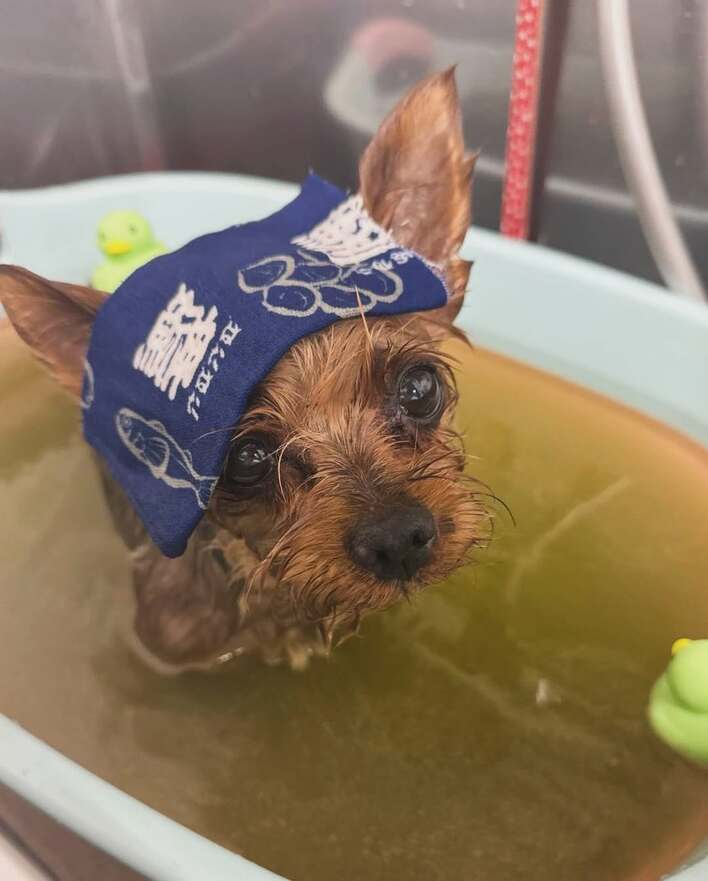 保護犬のいる暮らし」浜崎あゆみ 愛犬たちの可愛すぎるお風呂ショット