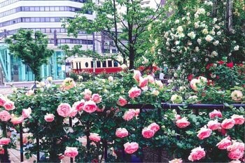 「第25回大塚バラまつり」を5月3日から開催！約710品種1210株のバラを楽しめる祭典