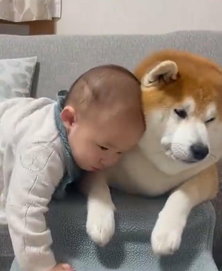 【画像24枚】「これがほんとのおしくらまんじゅう」男の子の猛プッシュに耐え続ける柴犬のなんとも言えない表情などを見る