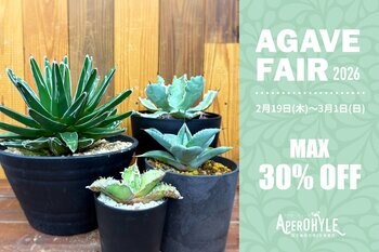 ～世界の植物と昆虫のお店～APERO HYLE(アペロヒューレ) アガベフェアが今年も開催★心に刺さるアガベが見つかるかも！？