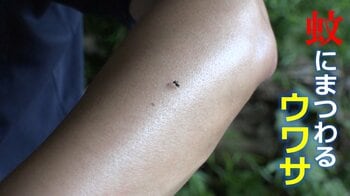 暑さで “蚊”が増加傾向　蚊にまつわる“ウワサ”を徹底解説！「最後まで血を吸わせた方がいい？」「たたくときは上下から？」