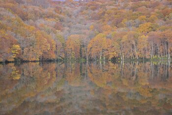 紅葉期の蔦沼周辺におけるオーバーツーリズム対策として、今年も入場制限を実施いたします。