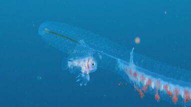 【中古】 深海魚の涙 爆笑問題の深海WANTED9』富山湾の最深部へ＆駿河湾で激レア深海魚の