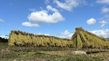 【長野県佐久市】食の未来を考える。農薬不使用・生きもの田んぼでの「稲刈り体験2026」を開催～「ゆうきや」が伝える、お米を選ぶということ～