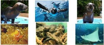 サンシャイン水族館いきものディスカバリー通信vol.28*10月1日は「国際高齢者の日」*サンシャイン水族館で暮らすご長寿生き物たちのシニアライフ*高齢個体のウェルビーイングを支える、飼育の現場を紹介