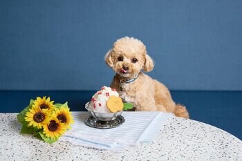 【OMO】愛犬用の「ひんやりかき氷」で暑さ対策。快適な夏旅を提案する「夏の愛犬都市旅宣言」を開始