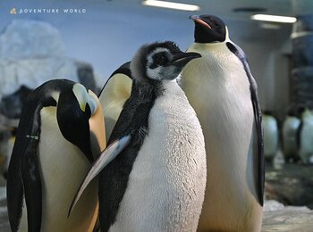 “ひな”まつりに性別発表！エンペラーペンギンの赤ちゃん 初節句を祝う特別セレモニー開催　赤ちゃんから、未来を繋ぐ「若き皇帝（エンペラー）」へ！　２０２６年３月１日（日）