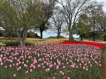 過去最大規模！6,000平方メートル の「四季の丘」を26万株のチューリップが埋め尽くす