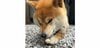 「だり〜って顔に出てる」柴犬が面倒くさそうに“お手”する姿に大反響！感情が顔に出すぎな態度に「ため息が聞こえて来そう」【激かわアニマル奇跡の瞬間】