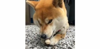 「だり〜って顔に出てる」柴犬が面倒くさそうに“お手”する姿に大反響！感情が顔に出すぎな態度に「ため息が聞こえて来そう」【激かわアニマル奇跡の瞬間】