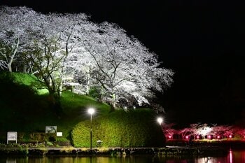 蓮華寺池公園の桜のライトアップを始めます！