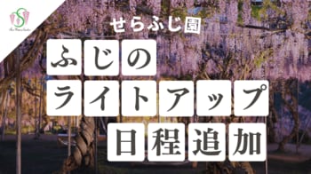 【広島／世羅】園内ライトアップの日程を追加します　ふじとルピナスまつり《せらふじ園》