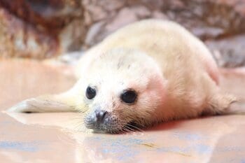 3年ぶりに赤ちゃん誕生！！伊勢シーパラダイスで「ゴマフアザラシ」の赤ちゃんが生まれました