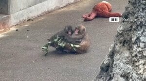 【話題】世界が注目する“子ザル”パンチくん “オランママ卒業”の兆し　ぬいぐるみ販売元のイケア「いずれ必要としなくなる日が来ることを願う」