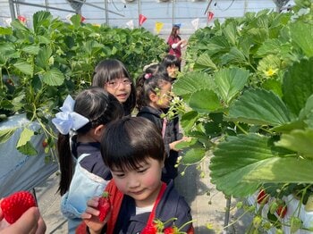 【名古屋】大好きないちごを「あげるね」と分け合う子どもたち！英語の保育園が育てる思いやりの心
