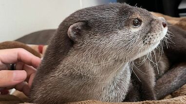 カワウソのウーちゃん「理想の休み方」披露！？あおむけでエサを食べ