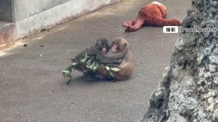 【話題】世界が注目する“子ザル”パンチくん “オランママ卒業”の兆し　ぬいぐるみ販売元のイケア「いずれ必要としなくなる日が来ることを願う」