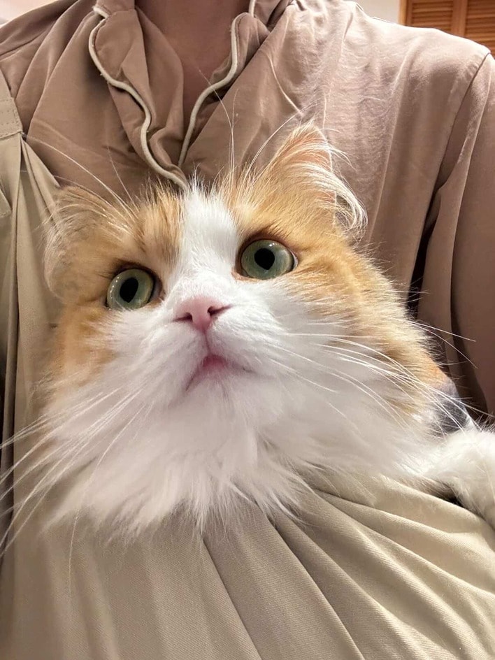 伝説のツチニャコ”発見！？飼い主が脱ぎ捨てた服に入り困り顔を