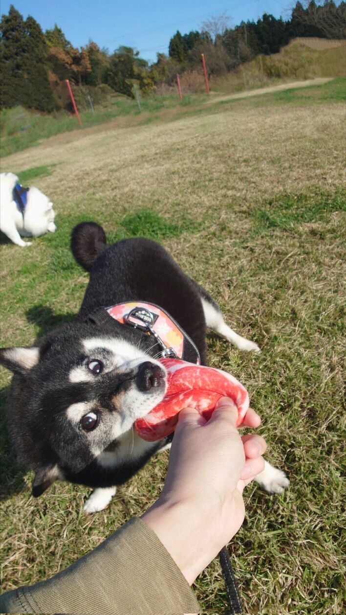 ズボッと足ピーン！”雪にぶっ刺さる衝撃的な柴犬の姿に大反響