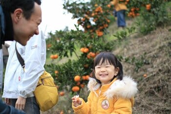 和歌山・紀の川市「観音山フルーツガーデン」で今年もみかん狩りがスタート！創業江戸天保年間の老舗果樹園で、時間無制限の食べ放題を10月中旬より開催