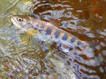 【奈良県】令和８年度あまごの解禁状況について