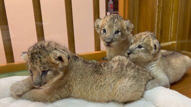 しばライオンページ img_bc289435ad5bb19a4a29458243