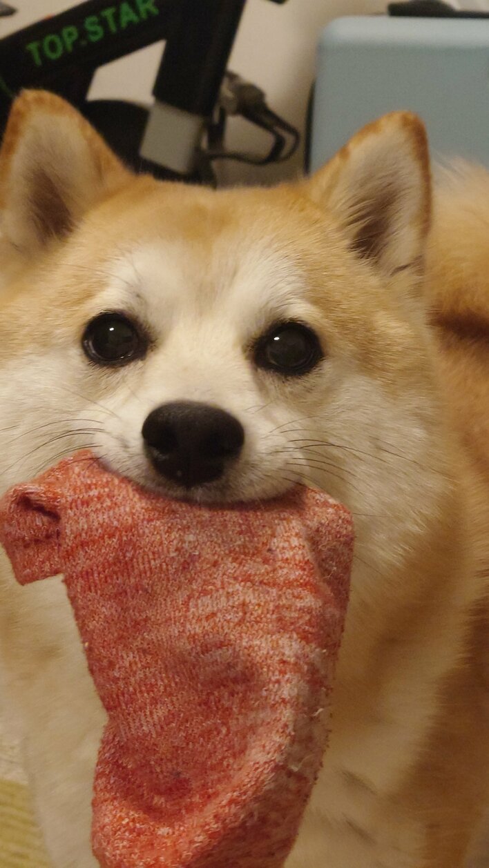 カメラに向かってニコッ！“笑顔”を見せる柴犬が話題！「幸せそうなお顔」と癒される人が続出【激かわアニマル奇跡の瞬間】 | めざましmedia |  “好き”でつながる