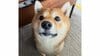 「ある意味ホラー笑」柴犬の“予想外な寝顔”に大反響！ゴロンと横になったリラックス状態で見せた姿に「一瞬で笑ってしまった」【激かわアニマル奇跡の瞬間】