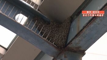 【騒動】週末の府中駅前にミツバチ大群　専門家「分鋒のハチはおとなしい、刺激をすると刺されるリスクも」