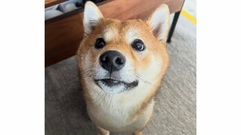 「ある意味ホラー笑」柴犬の“予想外な寝顔”に大反響！ゴロンと横になったリラックス状態で見せた姿に「一瞬で笑ってしまった」【激かわアニマル奇跡の瞬間】