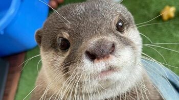 カワウソのウーちゃん「理想の休み方」披露！？あおむけでエサを食べ続けるズボラ姿にマネしたいとの声【激かわアニマル奇跡の瞬間】