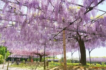 【三重県・藤】富士山麓から移植した22本の藤の大木が開花シーズンに。約80本・13品種を植栽した「藤のガーデン」エリアを4月11日より公開中。珍しい“黄金葉”の長藤も