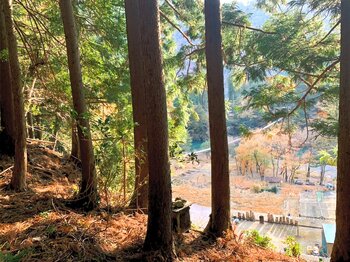 森林レンタルサービス"フォレンタ"、静岡県川根本町に吊り橋を渡ってたどり着く新エリア「奥大井吊橋フォレスト」をオープン