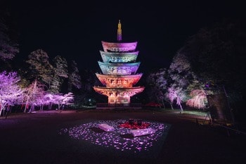 桜満開間近！『そうだ 京都、行こう。Presents NAKED meets 世界遺産 醍醐寺 -醍醐花見―』好評開催中