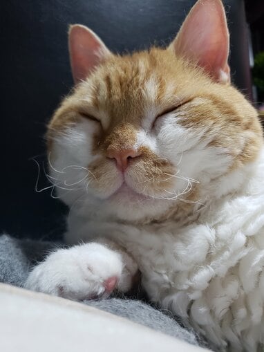 猫のひげ様 img_bf0036e41bbc435dfd997bf0ec