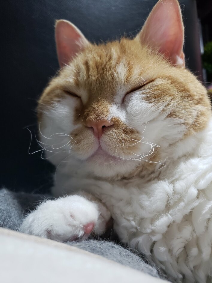 猫のひげ様 Neco】 CAT WHISKER BOX 猫ヒゲボックス 小物入れ おひげ様 cat 猫